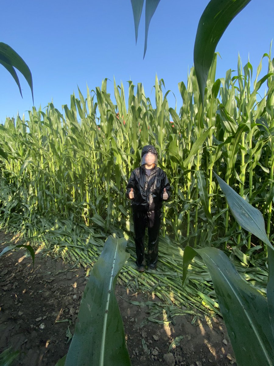 HFS1948's tweet image. Scouting for Western Bean Cutworm! #cdnag