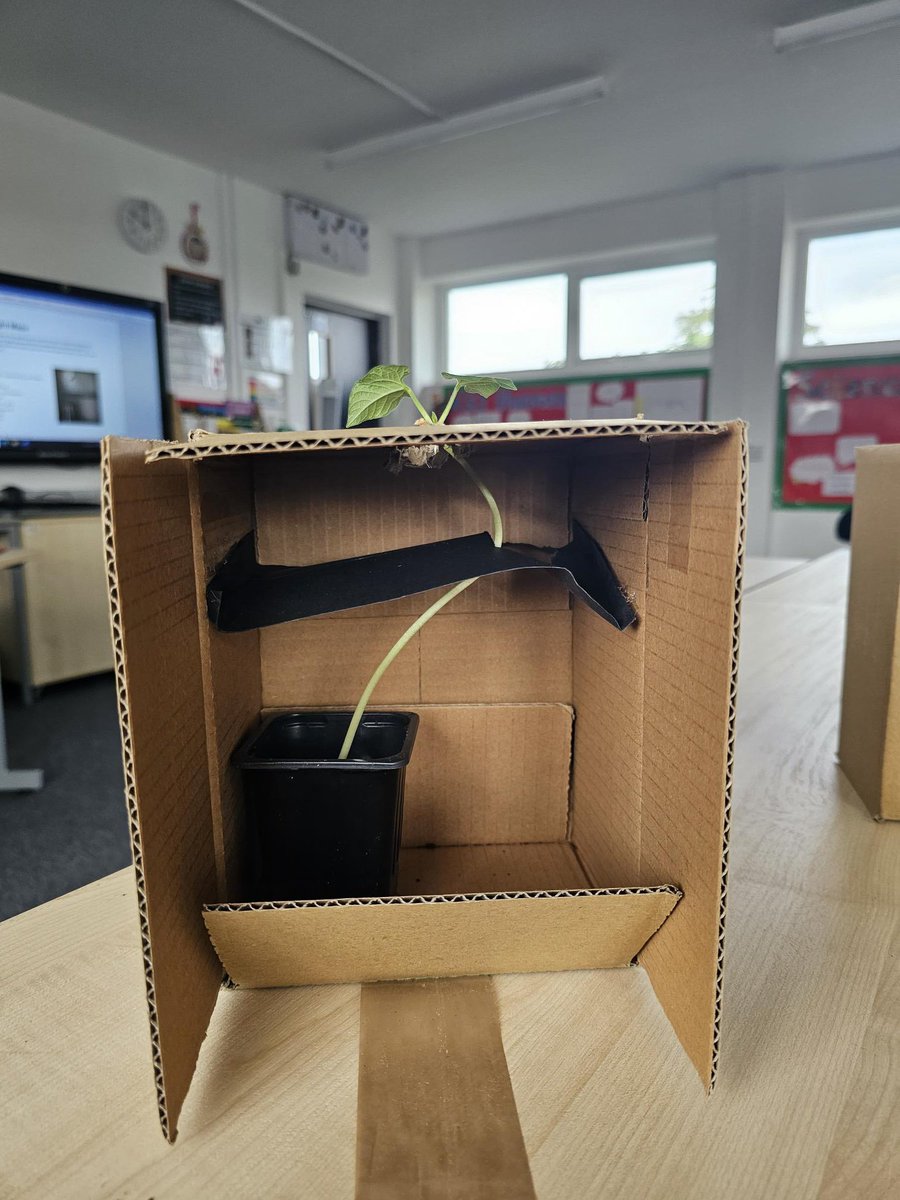 DeltaStWilfrids's tweet photo. KS3 seed mazes, created in Science to demonstrate phototropism #SWAsuccess #bringingsciencetolife https://t.co/wgIDAXSAUZ