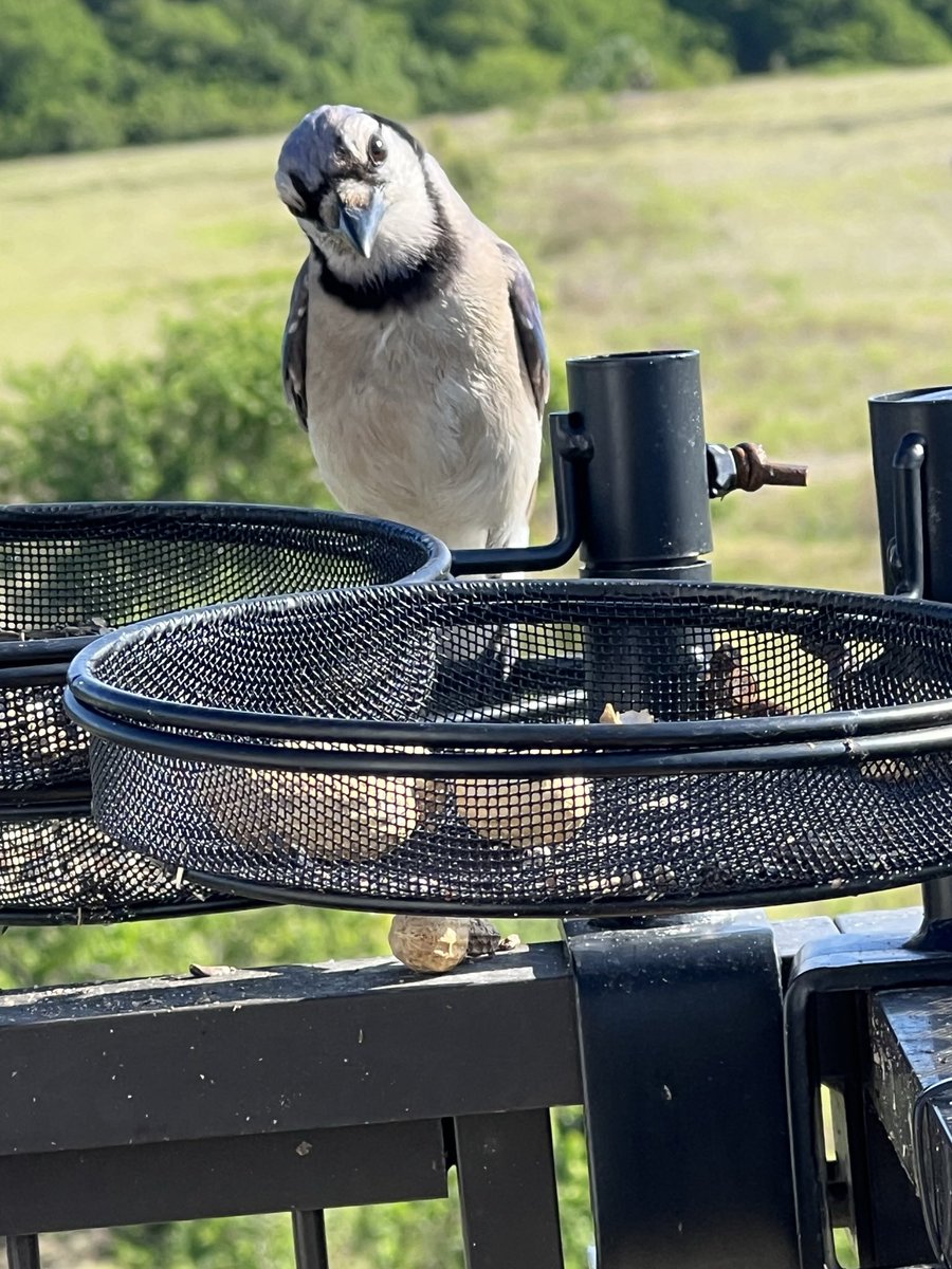 Eclectic Cafe tweet media