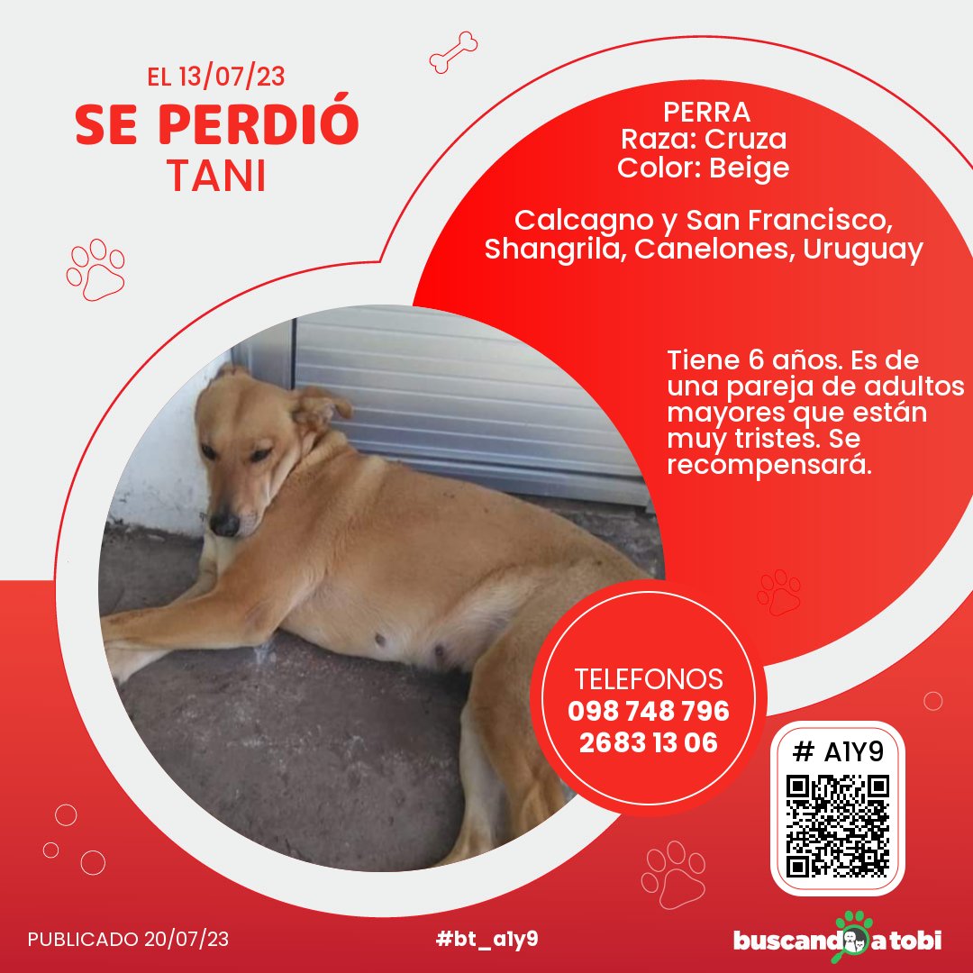 buscandoatobi.com tweet media