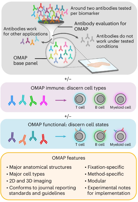 Organ mapping antibody panels (OMAPs), developed as part of the @_hubmap effort, are community-validated resources for multiplexed spatial imaging that expand upon other antibody validation efforts and support successful cell atlas construction. nature.com/articles/s4159…