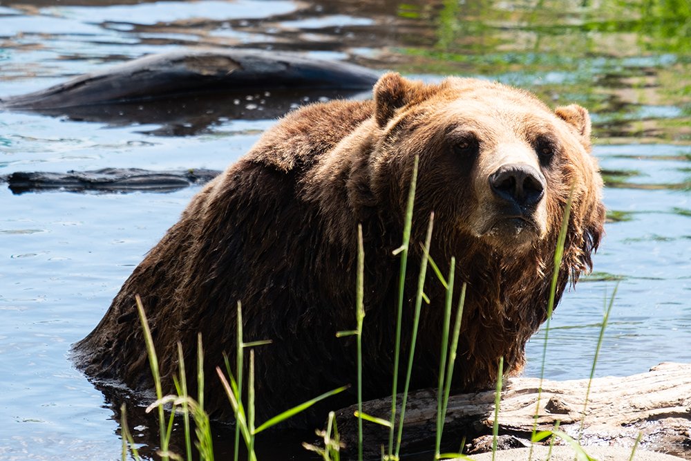 Norsat International tweet media