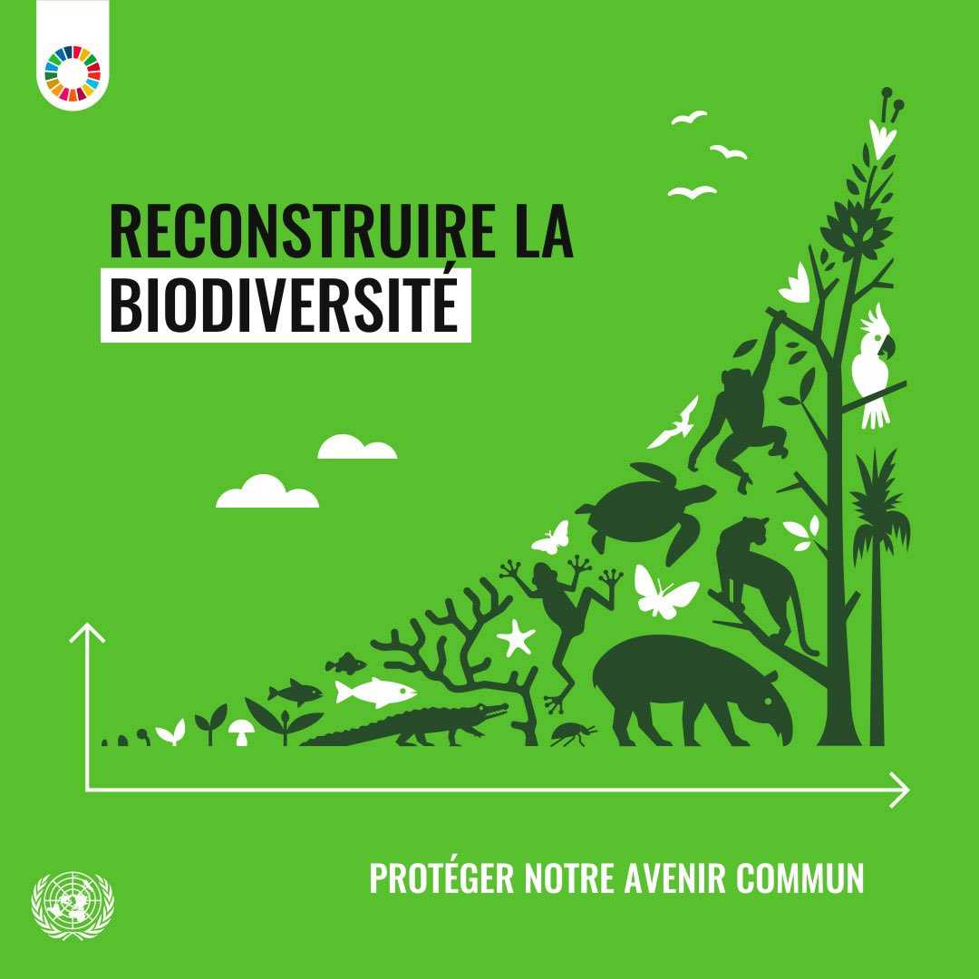 UNEP_Francais's tweet image. Plus d'un million d'espèces sont menacées d'extinction en raison de l'activité humaine.

Les #ObjectifsMondiaux sont la réponse au déclin de la biodiversité et à la dégradation des écosystèmes. 
un.org/fr/actnow #Agissons