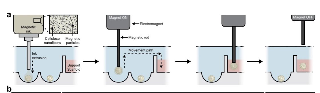 Check out the beautiful work by <a href="/Julien_G_Roth/">Julien George Roth</a> in <a href="/heilshornlab/">Heilshorn Lab</a> on construction of #assembloids by bioprinting 

Work supported by <a href="/BrOrganogenesis/">Stanford Brain Organogenesis Center</a> in the <a href="/StanfordBrain/">Wu Tsai Neurosciences Institute</a> &amp; <a href="/StanfordBioX/">Stanford Bio-X</a> 

nature.com/articles/s4146…