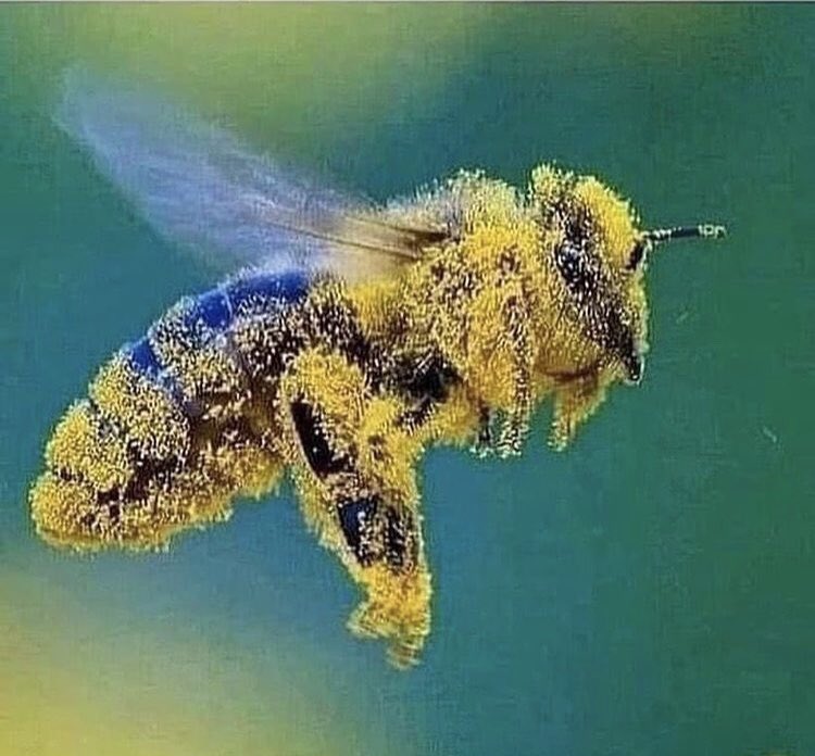 Hij doet het

#FransTimmermans 

Credit foto .?. 
Sorry, van Internet
maar World Press Photo waardig!