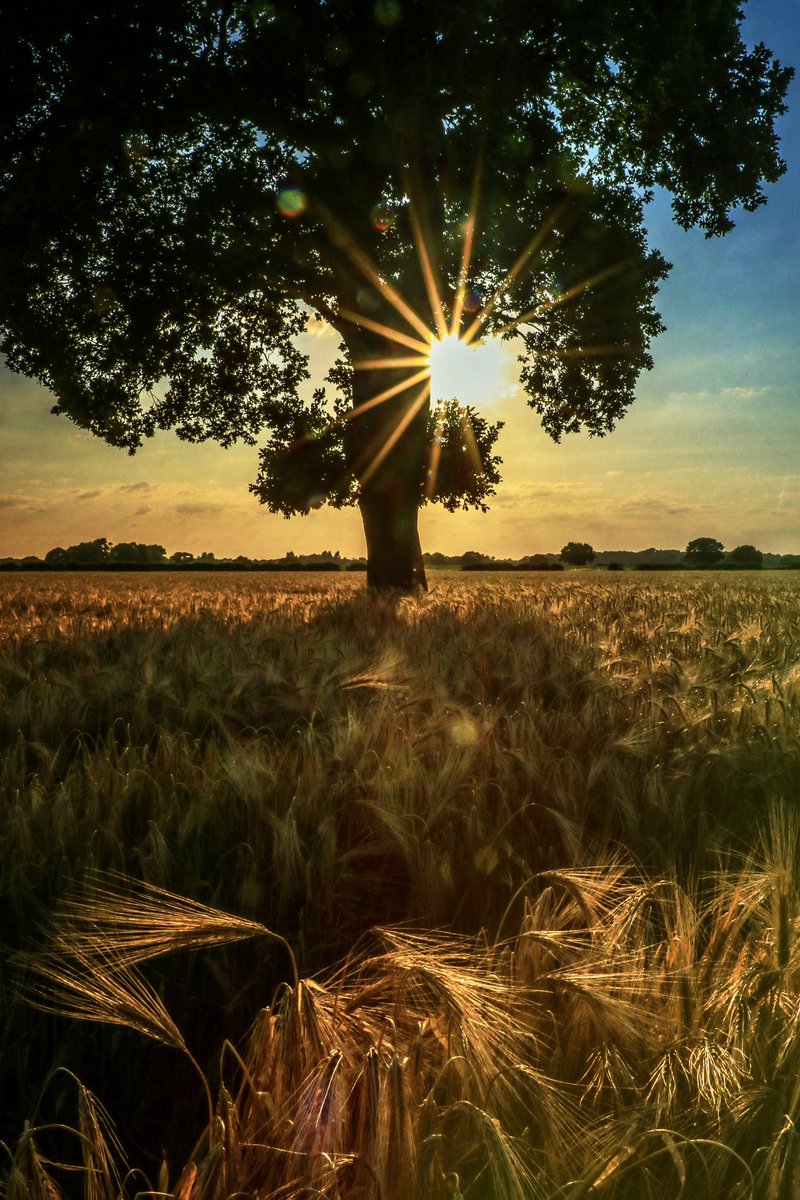 lanmijo's tweet photo. The Last Tree in the Barley II
Near Skipwith
(I missed #thicktrunktuesday this week so hereโs #thicktrunkthursday)
#treeClub #Selby #Yorkshire #naturePhotography #lostWoodlands #PROW #fieldsOfBarley https://t.co/gkUgzdNs7x