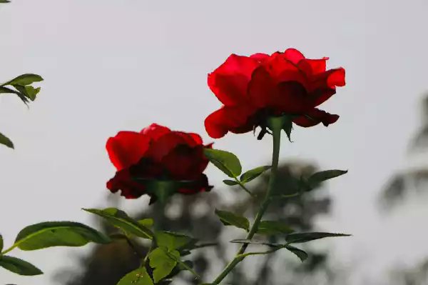Naturalofbeaut_'s tweet photo. #Flowers https://t.co/0X3cFRKeYg
