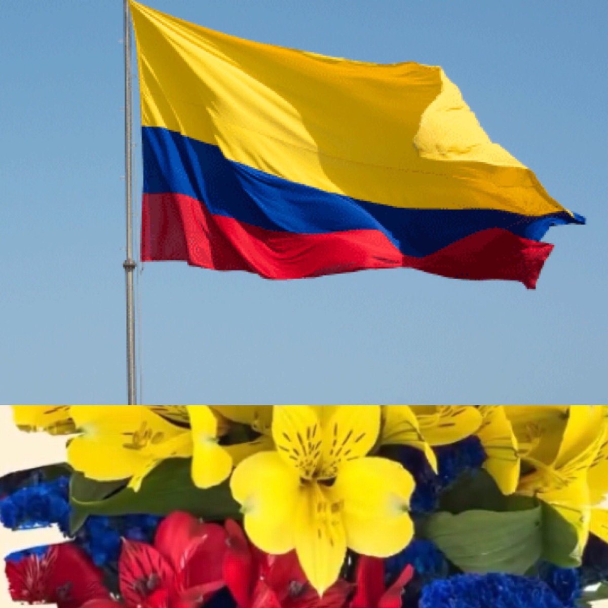 Thank you Colombia for lending us your people, your land, your resources, your sky and we are proud to carry your last name FLOWERS FROM COLOMBIA 🇨🇴🇨🇴🇨🇴. Happy July 20 🇨🇴🇨🇴🇨🇴.
#happy20thJulio #FloresElMoralFarm, #FlowersOfColombia, #DiversityThatInspires, #RosesFloresElMoralFarm,