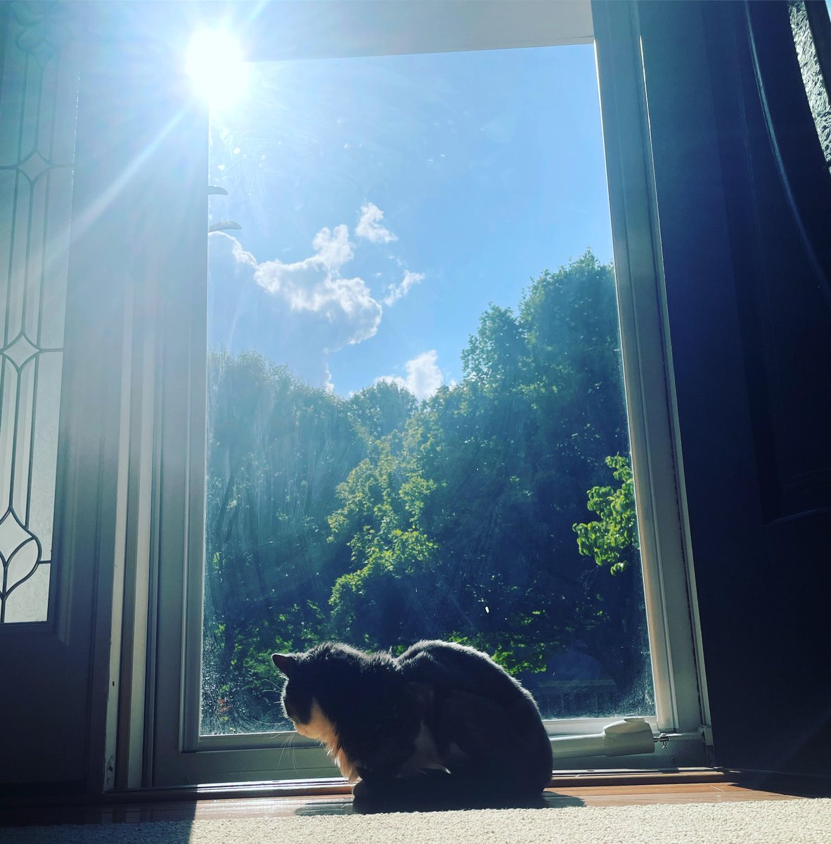 a_jillion's tweet photo. What was the name of your favorite pet growing up?
Ours⦠Tigger.
#petloss #petlosssupport #petlossofinstagram #petlosshurts #petlossgrief #petnames #cats #dogs #pet #pets #petlovers https://t.co/EFxr3qT32C