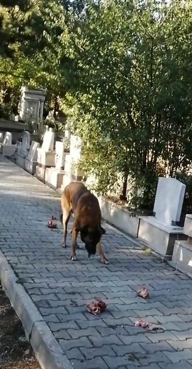 Bu görüntüler Ankara'daki bir mezarlıktan. Mezarlığın bazı bölgeleri adeta köpek barınağına dönüşmüş durumda. 🤦‍♂️

Gelen bilgiye göre mezarların bakımını üstlenen firmalar ve köpekleri besleyenler arasında sürekli tartışma yaşanıyormuş‼️

Gerçekten bu kadar mı aklımızı yitirdik?