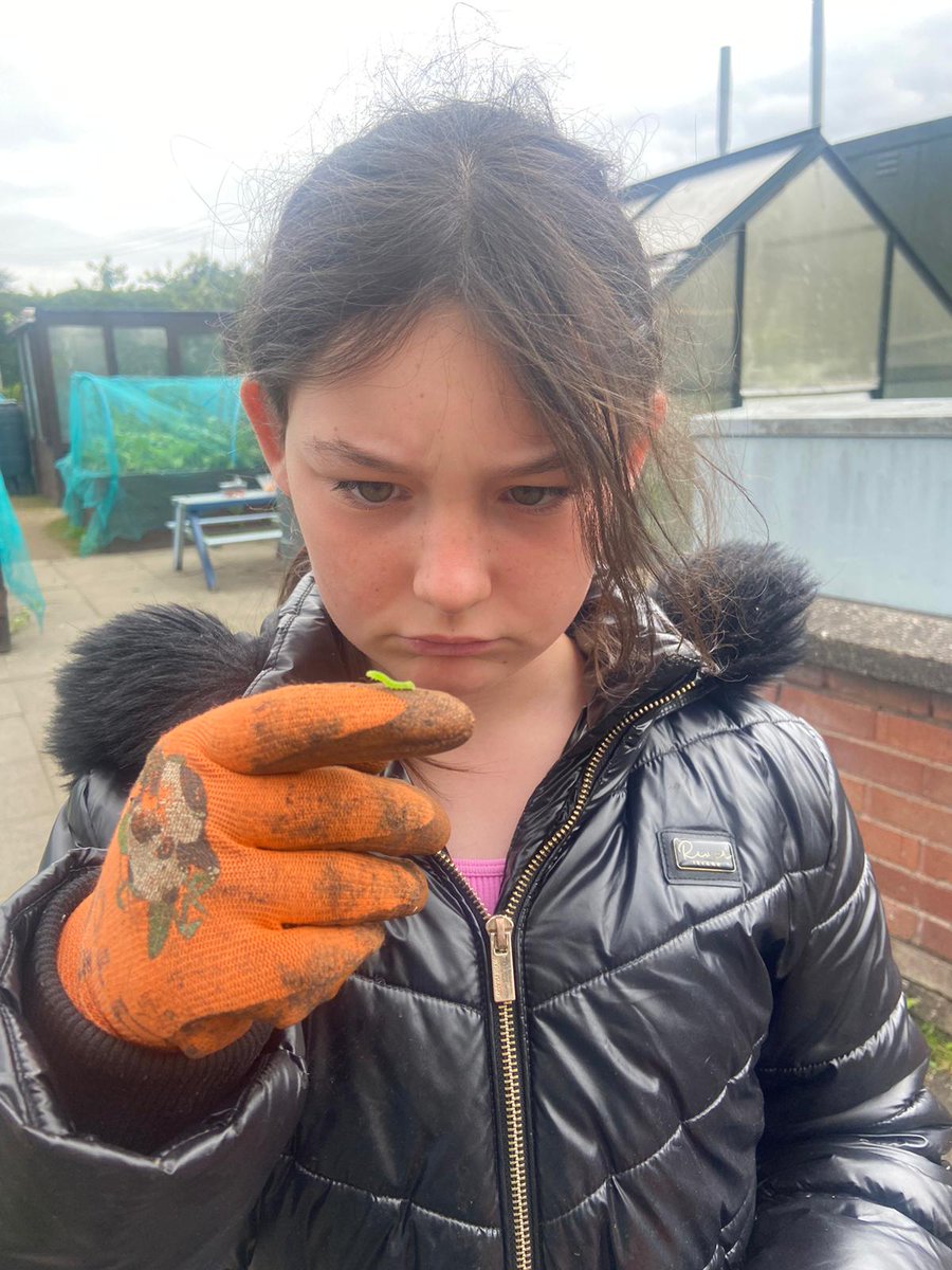 shettlestongrow's tweet image. Wow...the weather was certainly changeable today....Sunshine one minute, torrential rain the next....Still, it didn't stop @ClubWelly  harvesting some of there potato crops and finding and rehoming a bright green caterpillar...A huge thanks to @glasgow #HoFoP