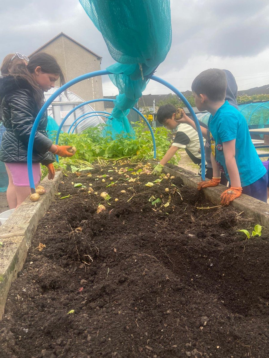 shettlestongrow's tweet image. Wow...the weather was certainly changeable today....Sunshine one minute, torrential rain the next....Still, it didn't stop @ClubWelly  harvesting some of there potato crops and finding and rehoming a bright green caterpillar...A huge thanks to @glasgow #HoFoP