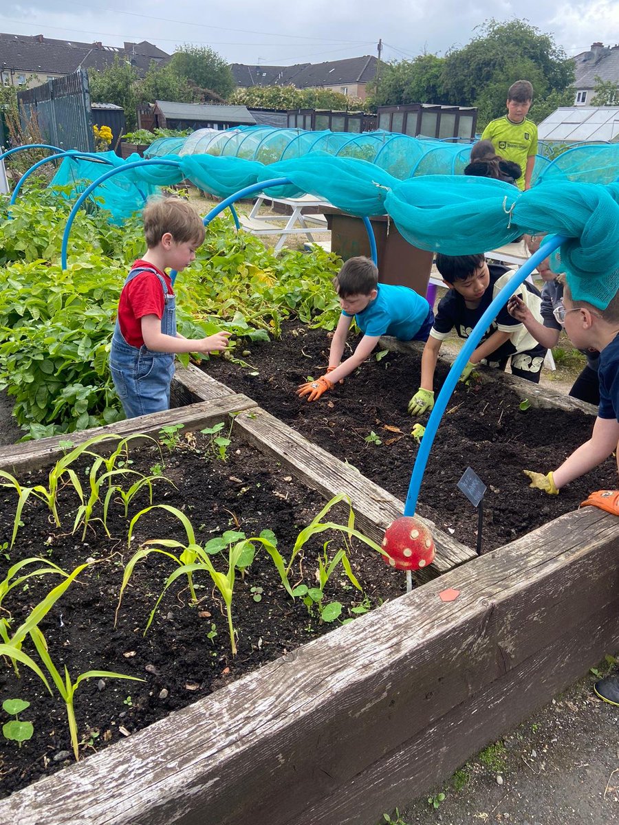 shettlestongrowing (@shettlestongrow) on Twitter photo Wow...the weather was certainly changeable today....Sunshine one minute, torrential rain the next....Still, it didn't stop <a href="/ClubWelly/">The Smelly Welly Club</a> harvesting some of there potato crops and finding and rehoming a bright green caterpillar...A huge thanks to @glasgow #HoFoP Wow...the weather was certainly changeable today....Sunshine one minute, torrential rain the next....Still, it didn't stop <a href="/ClubWelly/">The Smelly Welly Club</a> harvesting some of there potato crops and finding and rehoming a bright green caterpillar...A huge thanks to @glasgow #HoFoP
