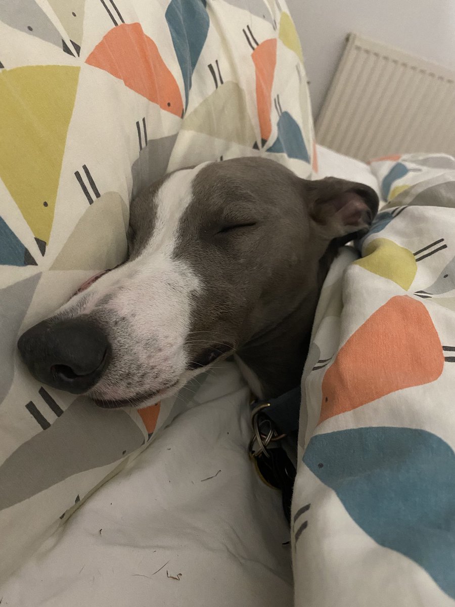 Tee hee!  De hoos weren’t paying attention so me snuck into de big bed, got under de duvet and found a nice pillow for me head!!🐾🐾🐾🐾❤️🐾❤️❤️🐾🐾🐾❤️🐾