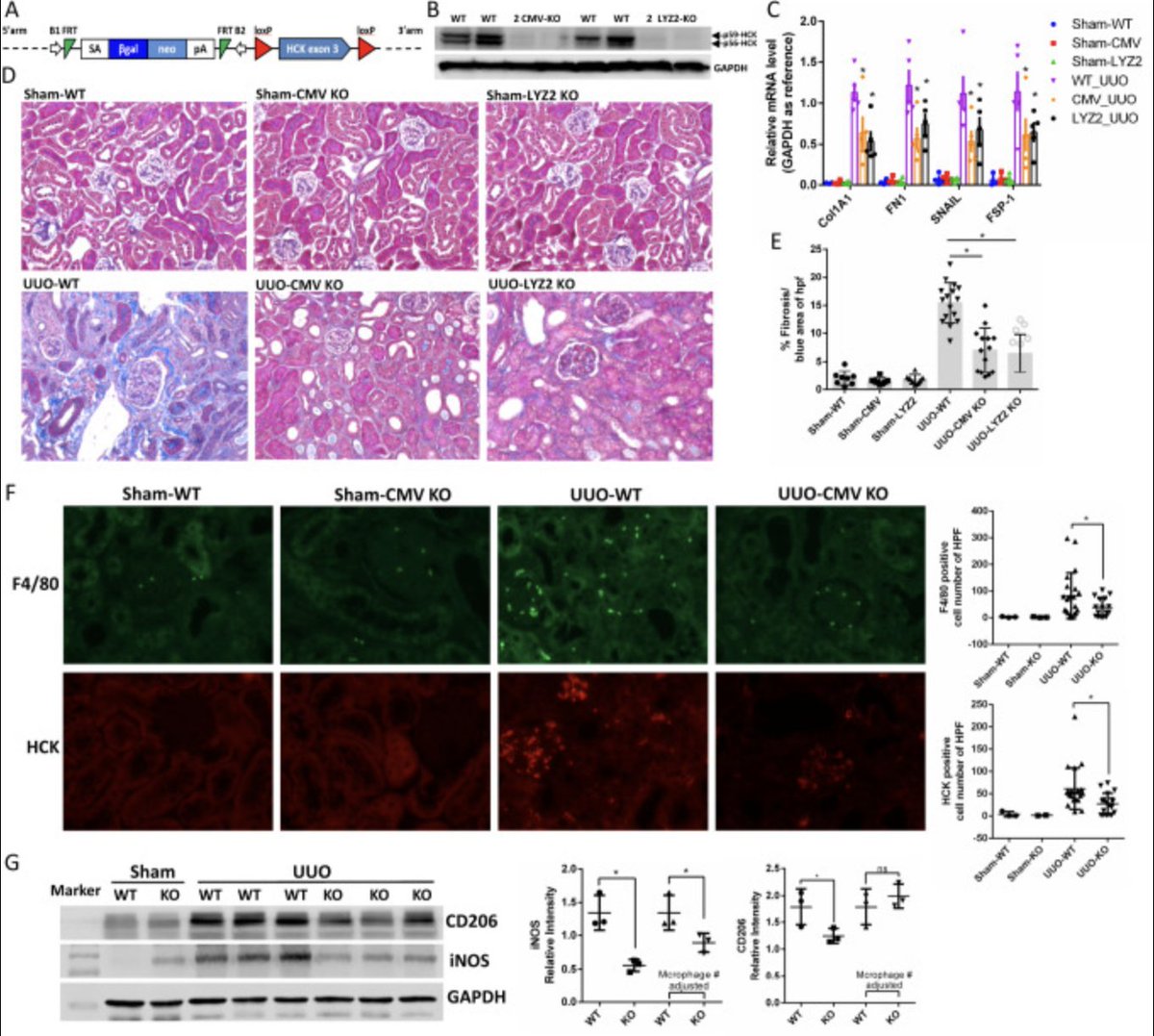 Katalin Susztak tweet media