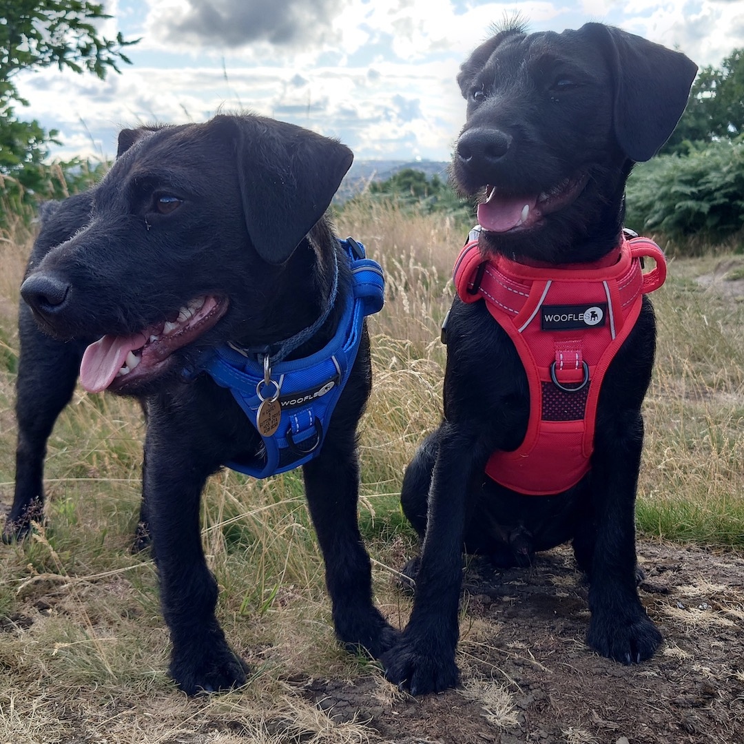 wooflesuk's tweet photo. Look at these two troublemakers - Freddie and Norman! 

We love to see your dogs adventures - keep sending them in! 🐾

https://t.co/IT0nwg719t

#wooflesuk #dogharness #dogfashion #dogaccessories #ilovemydog https://t.co/1RxRslXANc