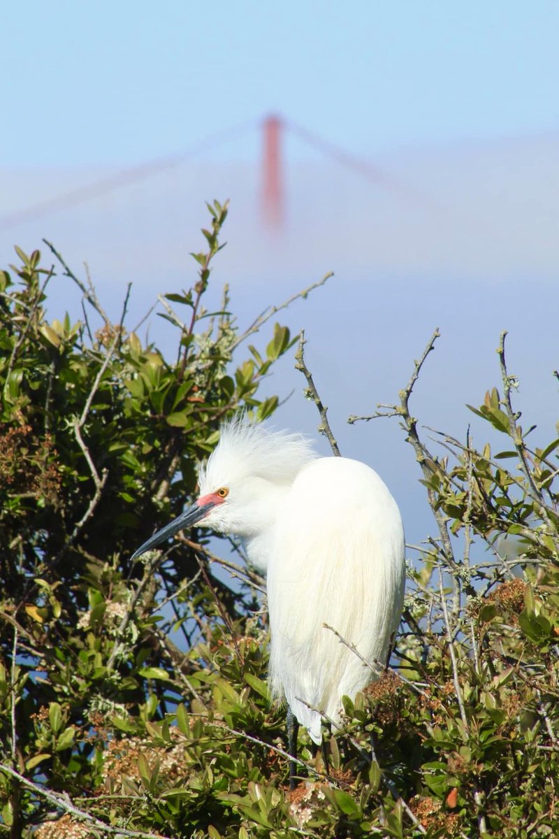 Take a walk on the West Road. You won't egret it. 

In summer Snowy Egrets are commonly spotted from the West Road. 

Where do you like to bird watch?

Learn more about Alcatraz birds: nps.gov/alca/learn/nat…

📷: NPS / Jacqueline Quale

#BirdPuns #FindYourPark #EncuentraTuParque