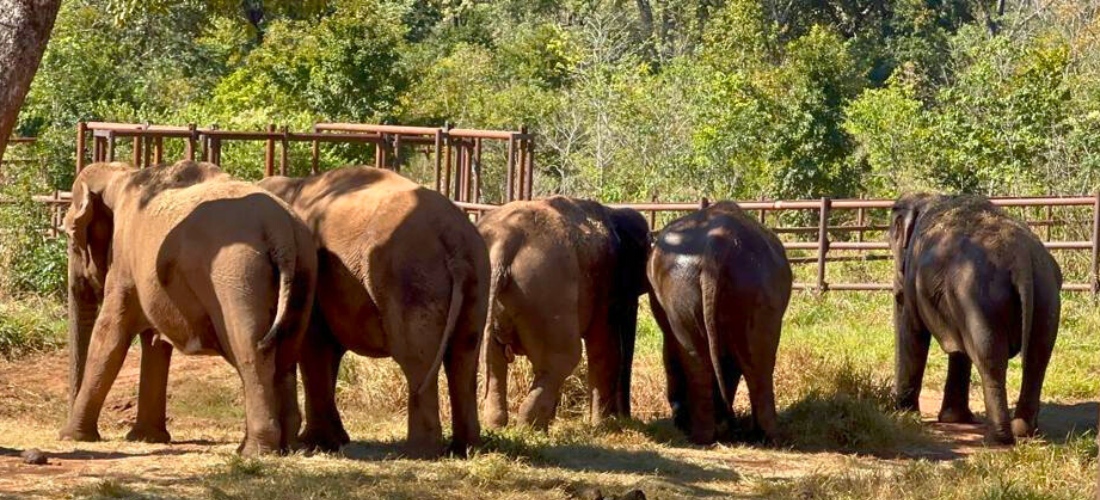 GlobalElephants's tweet photo. There's nothing like a friend 💚🐘 Feliz Día del Amigo to our supporters in Argentina! https://t.co/3WBEs2QGLM