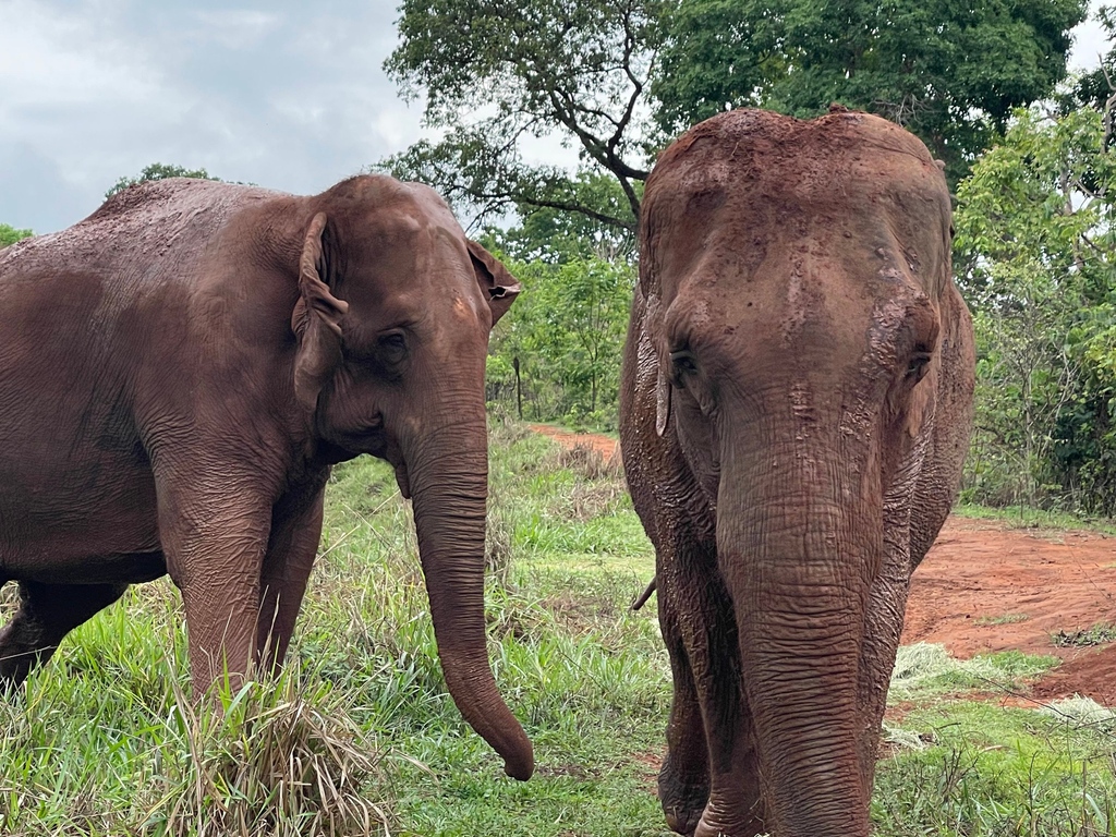 GlobalElephants's tweet photo. There's nothing like a friend 💚🐘 Feliz Día del Amigo to our supporters in Argentina! https://t.co/3WBEs2QGLM