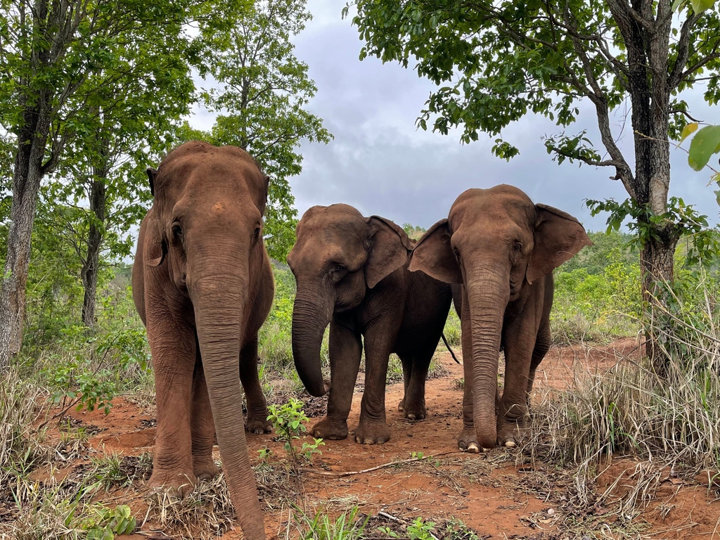 GlobalElephants's tweet photo. There's nothing like a friend 💚🐘 Feliz Día del Amigo to our supporters in Argentina! https://t.co/3WBEs2QGLM