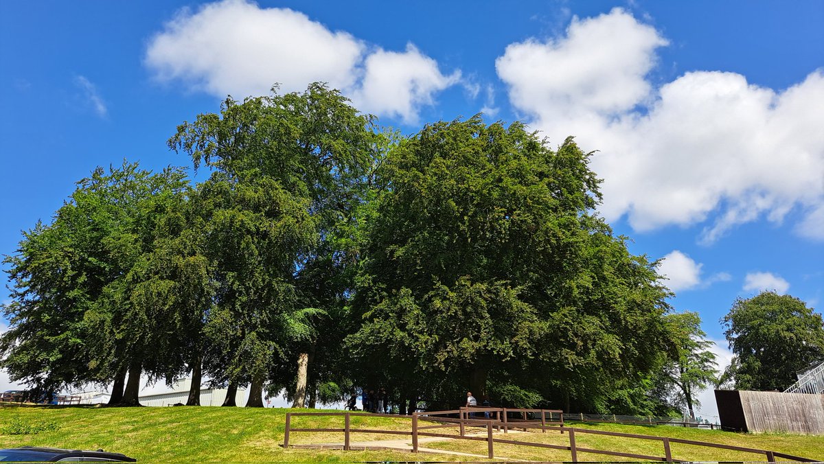 Lovely tree's at Cadwell Racing Park #TreeClub #TreesonTwitter