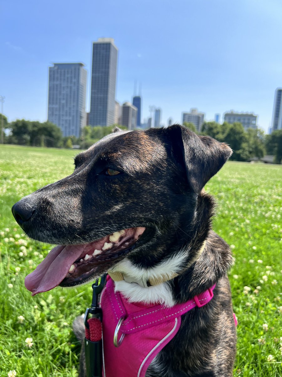 organnajoanna's tweet image. Honey agrees, all animals are entitled to happiness💖 Let’s stop the horse bandits and end anymore animal abuse! #protectanimals #savewildhorses