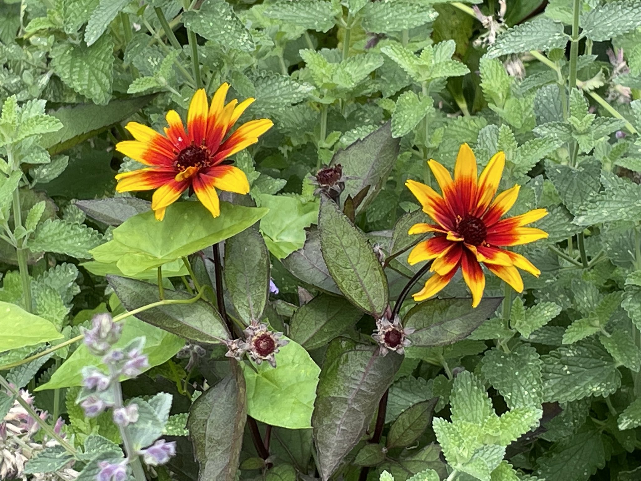Zwartbles Ireland • Suzanna Crampton on Twitter "Today’s garden
