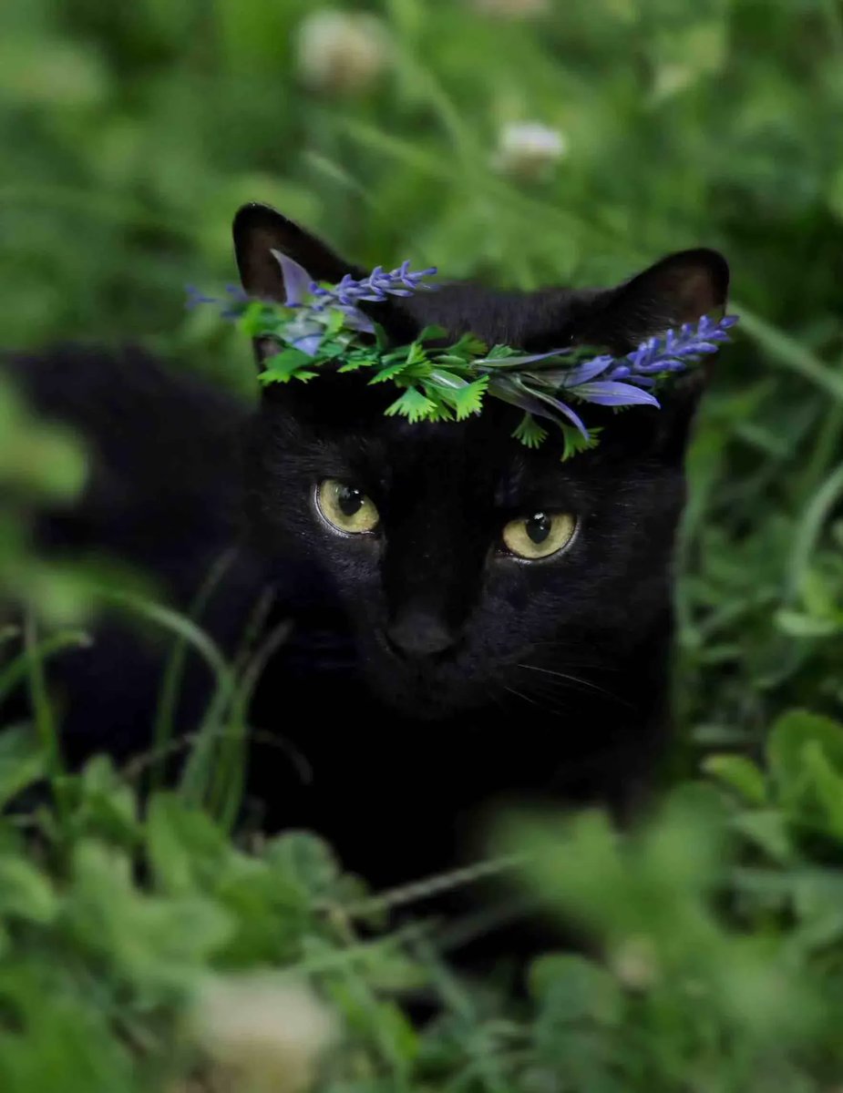 "Each evening you find a black #cat on your doorstep. It doesn’t meow or paw the screen or beg for food. It sits facing out, away from the house, as if watching, guarding, #protecting." 5 Signs You Might be a #Midsummer #Witch @novathemagicalcat buff.ly/3N8QkSF