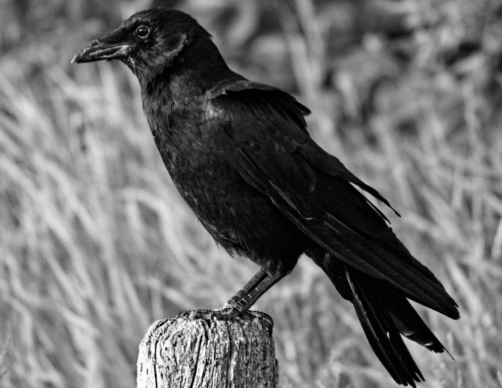 HaplessHermit's tweet photo. See more &amp; Vote now for Best Bird!

https://t.co/raA2Voi244 https://t.co/ZMRflIPluB