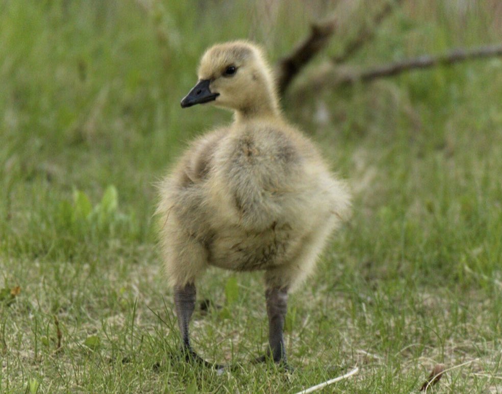 HaplessHermit's tweet photo. See more &amp; Vote now for Best Bird!

https://t.co/raA2Voi244 https://t.co/ZMRflIPluB