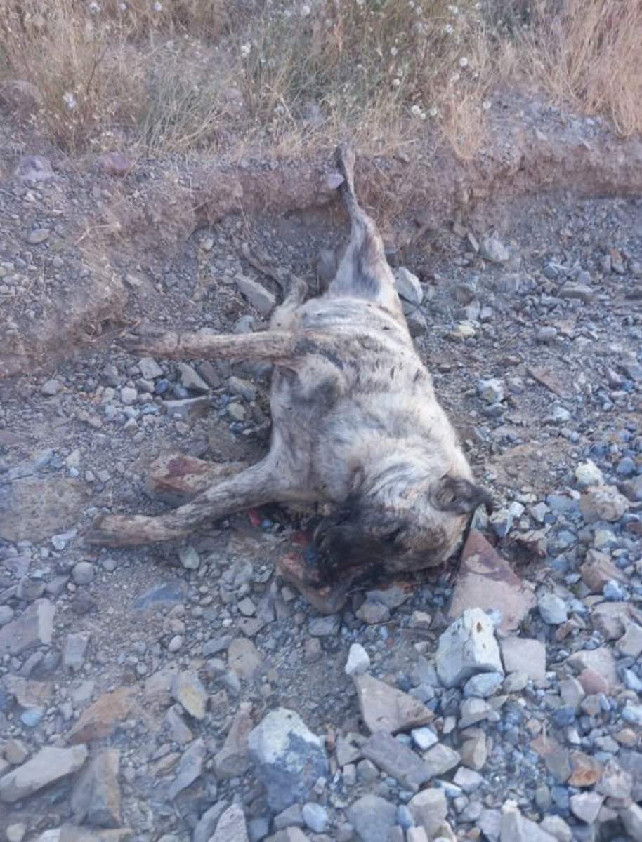 Srpulsy's tweet photo. Ankara-Beynam park ormanlarının karşısındaki hobi bahçesi.. köpek civcivi yedi ve vurdum diyor. Avcıyım vururum otomatik tüfeğim var diyor. Hepsini vururum diyen silahlı bir katil var! @jandarma @TCGolbasi @TC_icisleri @EmniyetAnkara @MPDairesi @ankaradkmp devletimiz açık itiraf var. Gereği lütfen yapılsın. Ruhsatı varsa iptali yoksa adli işlem yapılmalı. Can aldığı için hapis cezası olmalı. Ayrıca mahalle içinde rastgele silah sıktığı için adli işlem yapılmalı. #SokakHayvanlarıSahipsizDeğil #HayvanHaklarıAnayasaya #5199KırmızıÇizgimizMadde6 Haber @ankarapatiliky