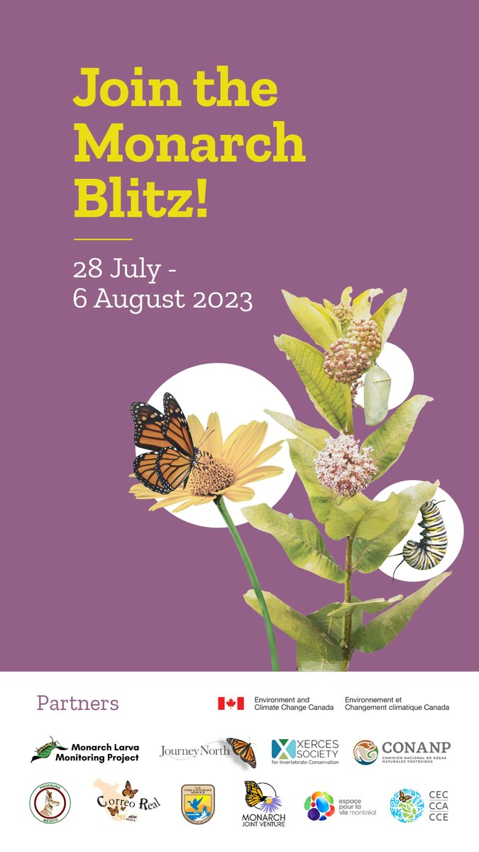 The #MonarchBlitz starts TODAY! 🦋 To participate, share your images with one of these programs:

mission-monarch.org
journeynorth.org
mlmp.org
monarchmilkweedmapper.org
naturalista.mx
correoreal.mx