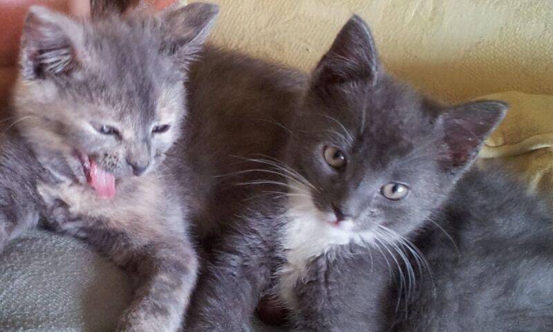 Hey friends our #ThrowbackThursday photo is Frankie and her sister Millie 💔 they were so mischievous together 😹