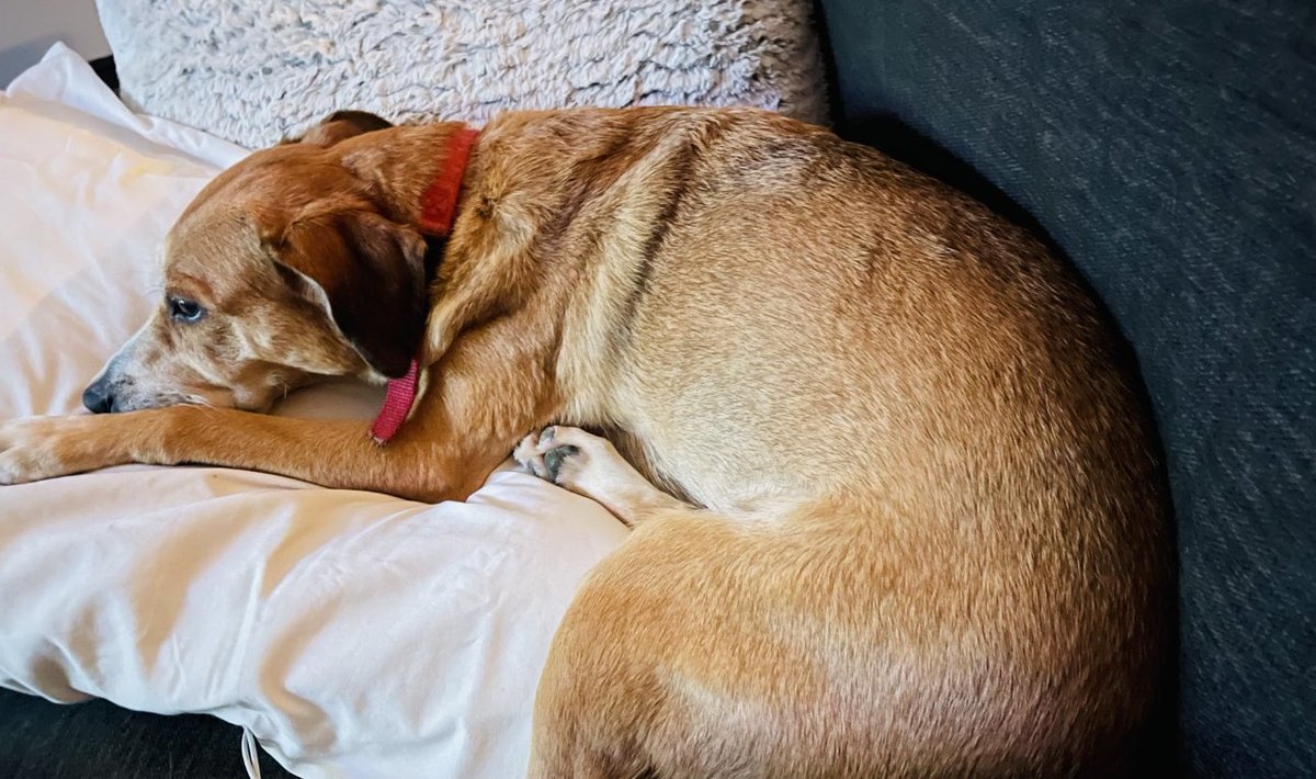 Today is officially cancelled due to a broken radius and ulna. My birthday girl Sophie and I will be laying low soon as I get out of ER. Happy 11th Sophie ❤️❤️