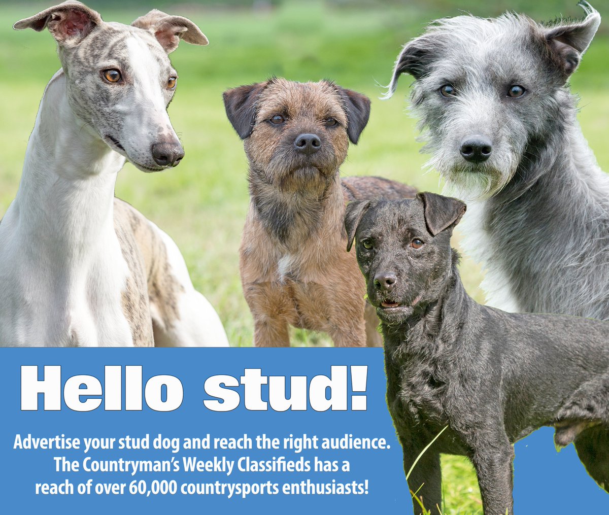 CountrymansW's tweet photo. Got the perfect stud dog? 

Advertise in The Countrymans Weekly Classifieds and reach over 60,000 enthusiasts! 

Contact: advertising@countrymansweekly.com or give us a call 01752 762990.

#Classifieds #studdog #dogbreeding #workingdogs https://t.co/gfCHL2ZPdD