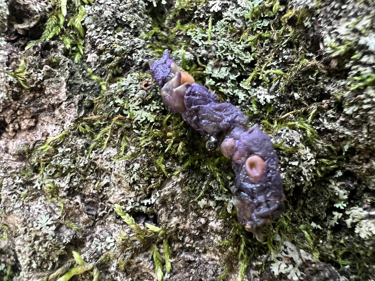 Last week when I took a bunch of kids on a scat hunt in Springfield they found this purple poop. When I asked what they thought this creature had been eating they all insisted it subsisted entirely on McD’s Grimace shakes 😂