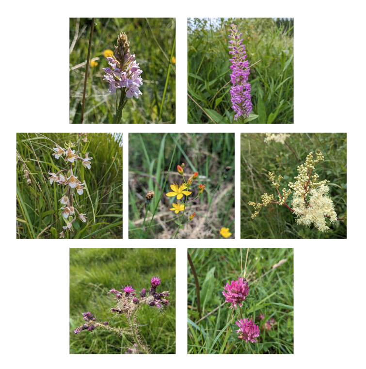 Lots of lovely flowers can be seen brightening up Lullymore West Reserve at the moment. Some of the species seen so far this summer include: Common Spotted Orchid, Fragrant Orchid, Marsh Helleborine, Slender St John's Wort, Meadowsweet, Marsh Thistle and Red Clover.