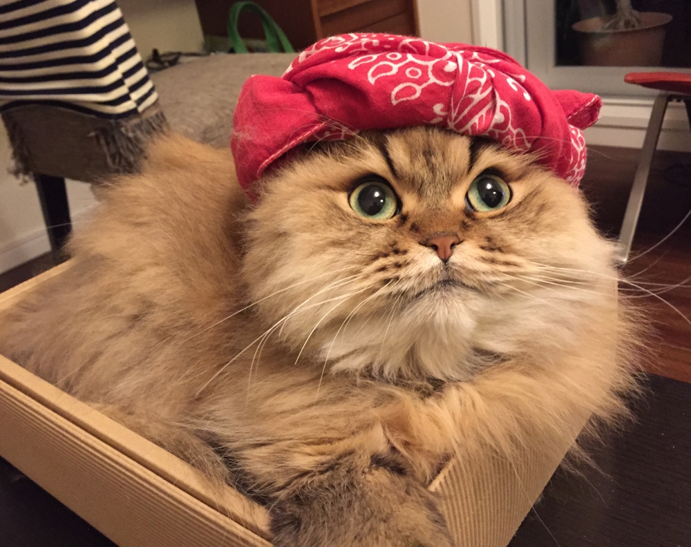 にいちゃんを参戦させるニャ！
#猫イケメングランプリ