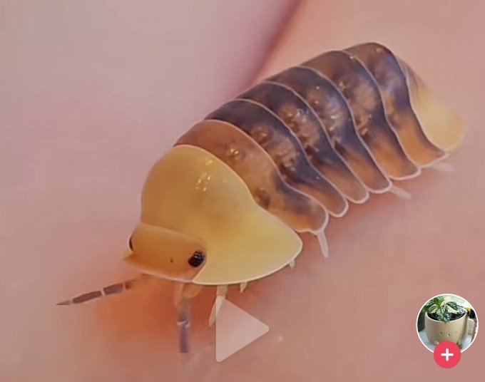 Just discovered roly polys in duck cosplay https://t.co/TZGSxo6ey5