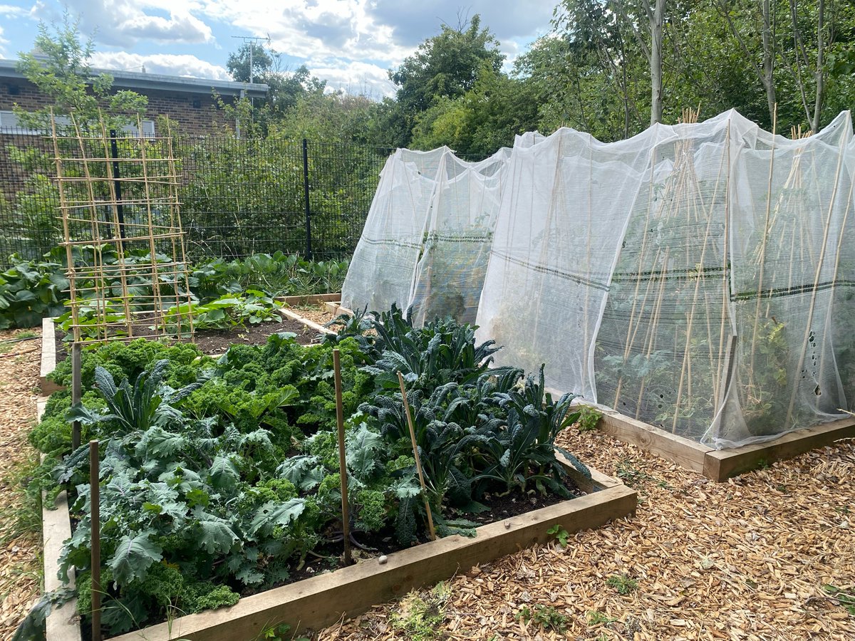 EalingAPschool's tweet photo. Students at EAP have been learning about growing vegetables with the letmegrow team.  Our little garden has, kale, courgette, baby squash, peas and tomatoes #Ealing #vegetables #HealthyEating https://t.co/cyqcdEXId1
