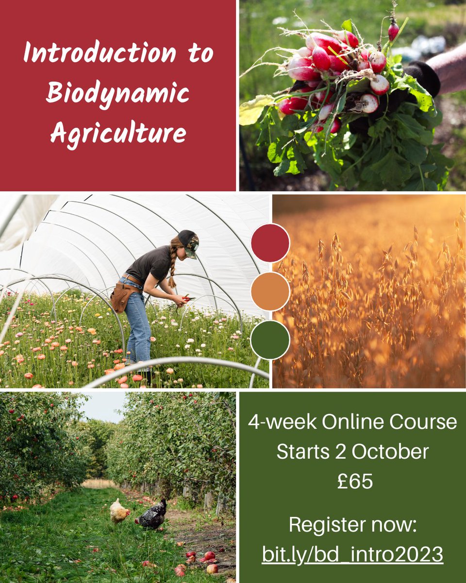 Foodie or farmer, market gardener or allotment enthusiast, all you need is a few hours a week &amp; a good dose of curiosity, we'll introduce you to biodynamics. Our popular intro to BD 4-week online course is back starting 2 October. Learn more &amp; register: bit.ly/bd_intro2023