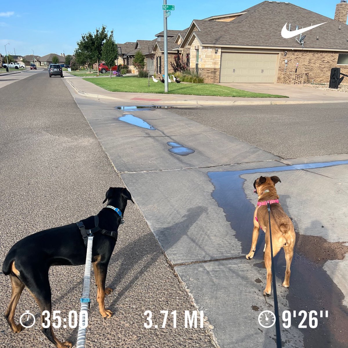 sean110423's tweet photo. 35 minute run with the girls before it gets too hot. Ran 3.71 miles with Nike Run Club #marathontraining #dogrunning #hot #texasrunners #nrc #easyrun https://t.co/ri6ERjUxgX