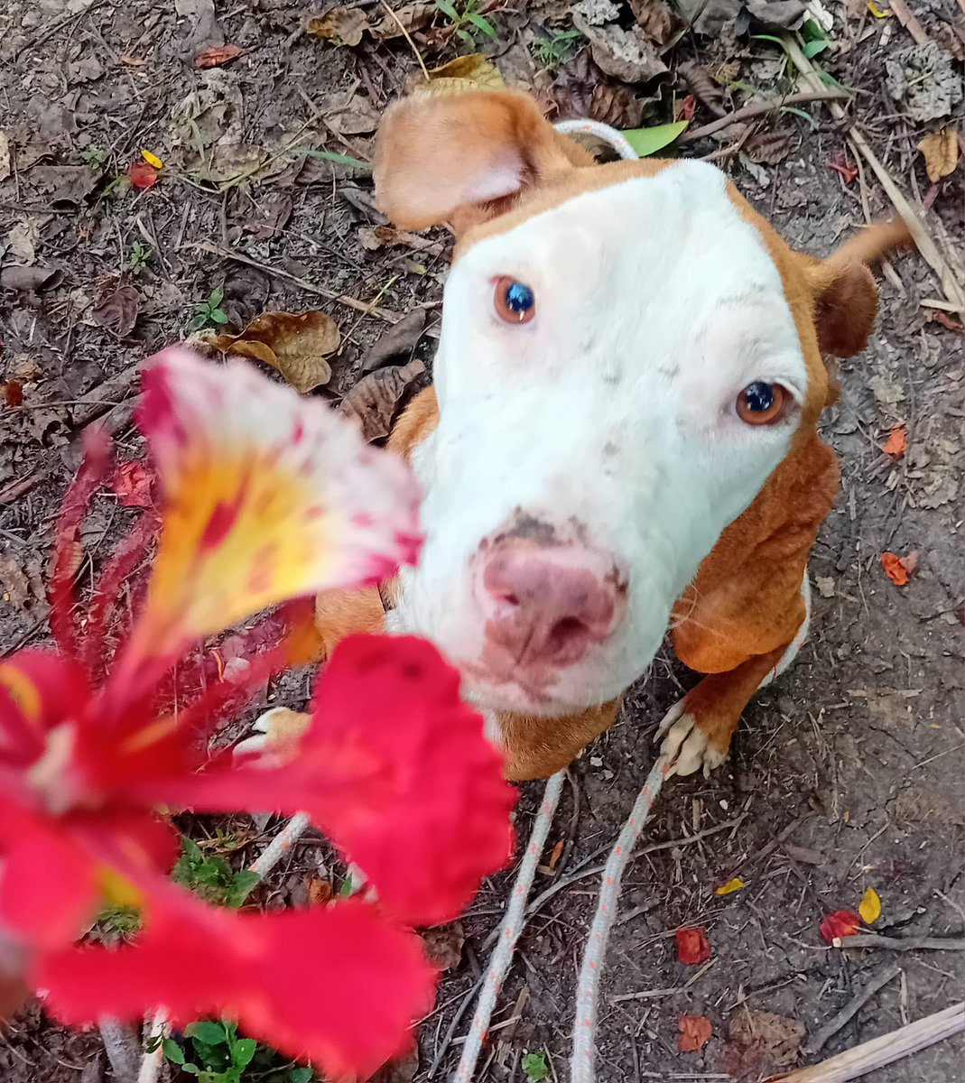 #adopté L'excellente nouvelle du jour !
Petit Twist a trouvé sa famille sur #MarieGalante,  il s'appelle désormais Truffo, un grand merci pour lui.