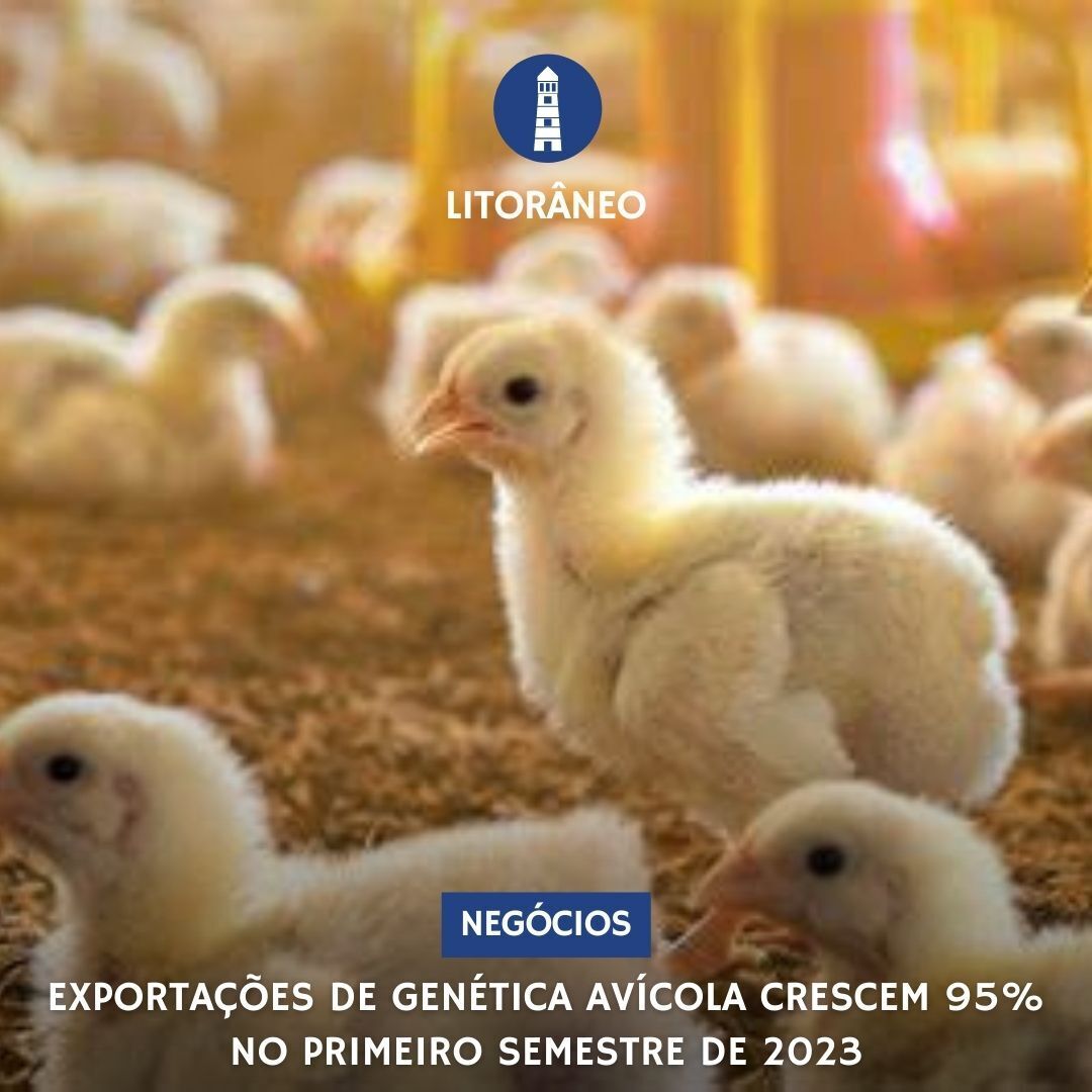 logenegocios's tweet photo. Exportações de Genética Avícola crescem 95% no primeiro Semestre de 2023

Receita dos embarques se aproximam de US$ 130 milhões

https://t.co/ovlZpKOH6X https://t.co/KqHQp31exB