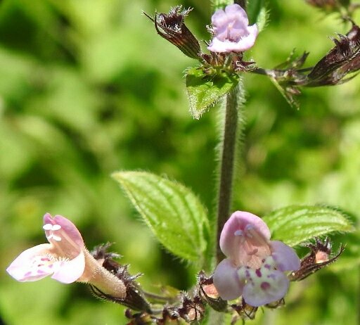 martingreenish4's tweet photo. Probably the rarest plant we've seen in the UK. Wood Calamint on the Isle of Wight. With @chelle36964384 #Isle of Wight https://t.co/fk2tY3Upvq