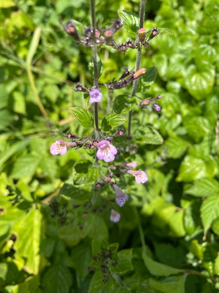 martingreenish4's tweet photo. Probably the rarest plant we've seen in the UK. Wood Calamint on the Isle of Wight. With @chelle36964384 #Isle of Wight https://t.co/fk2tY3Upvq