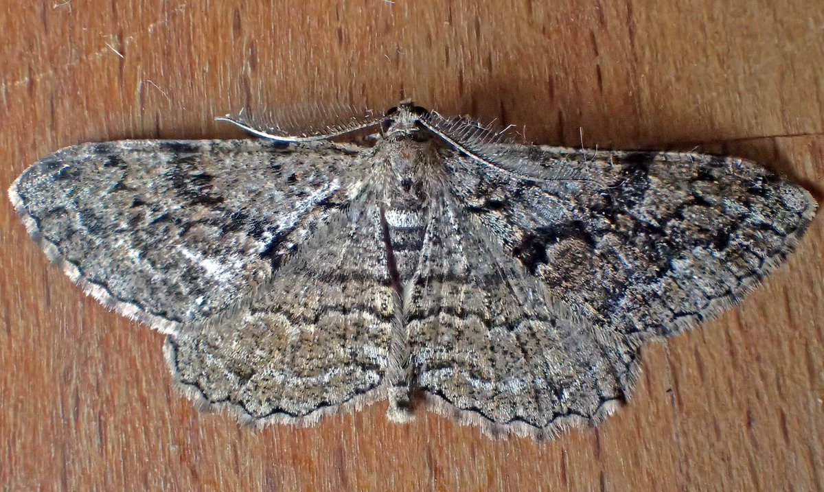 Really poor results for mid-July in the moth traps last night but mission accomplished; Feathered Beauty in a new 10km square.