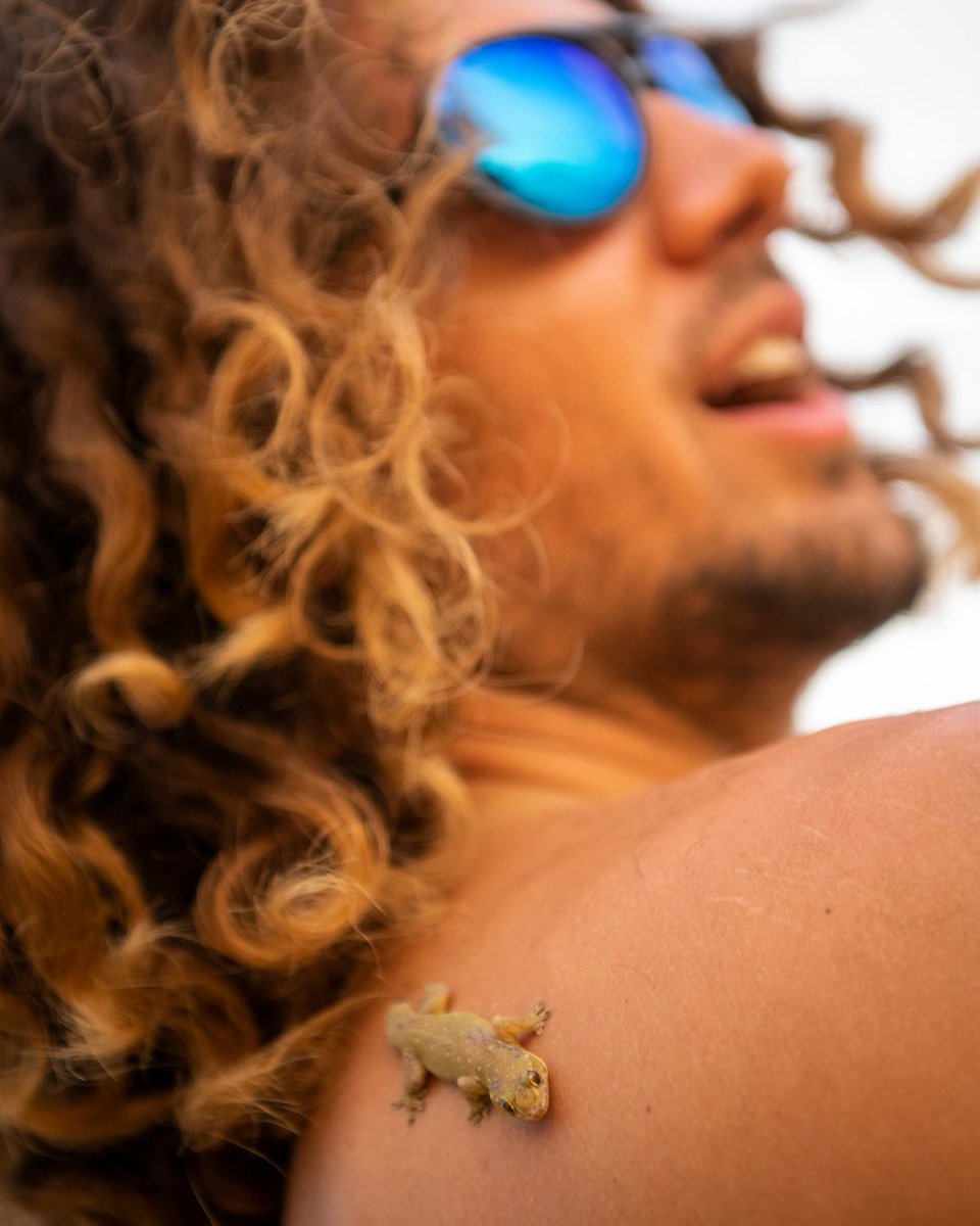 LiP_Sunglasses's tweet photo. Just like this little lizard enjoying the sun, you can bask in the glorious moments without worrying about harmful glare. Keep your vision sharp and your look on point with LiPs! https://t.co/GwCZ7tmWoF