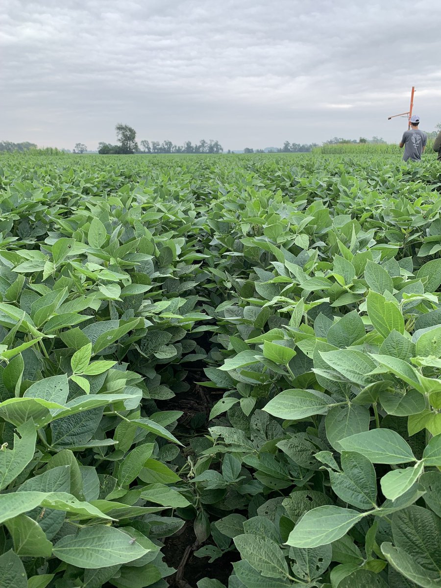 CiampittiLab's tweet photo. Early planted (05/10) soybeans in Topeka (KS) are now at full-bloom! 

We've just completed the first round of sampling, collecting plant and soil samples to determine BNF and soil N under NxS fertilization.

#WeAreCiampittiLab #soybean 
#AdvanSix @CortevaUS @KsSoybean https://t.co/ces6ihXqhs