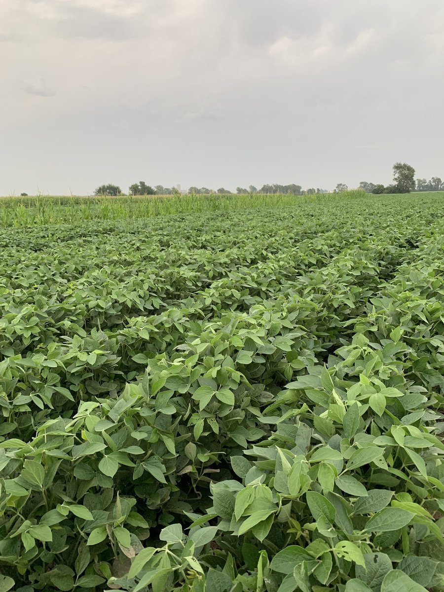 CiampittiLab's tweet photo. Early planted (05/10) soybeans in Topeka (KS) are now at full-bloom! 

We've just completed the first round of sampling, collecting plant and soil samples to determine BNF and soil N under NxS fertilization.

#WeAreCiampittiLab #soybean 
#AdvanSix @CortevaUS @KsSoybean https://t.co/ces6ihXqhs